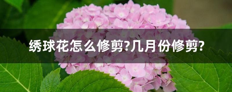 绣球花怎么修剪?几月份修剪? 绣球花怎么修剪?几月份修剪?