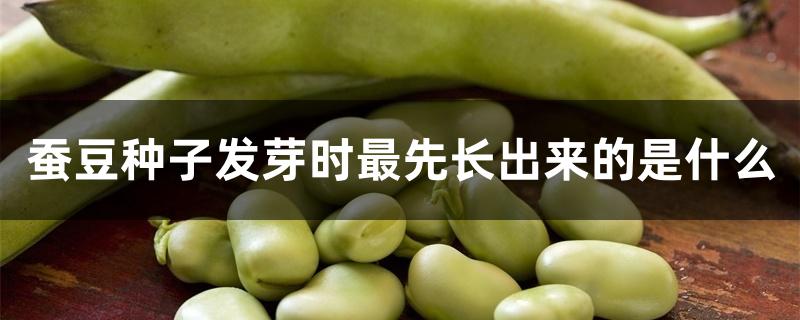 蚕豆种子发芽时最先长出来的是什么