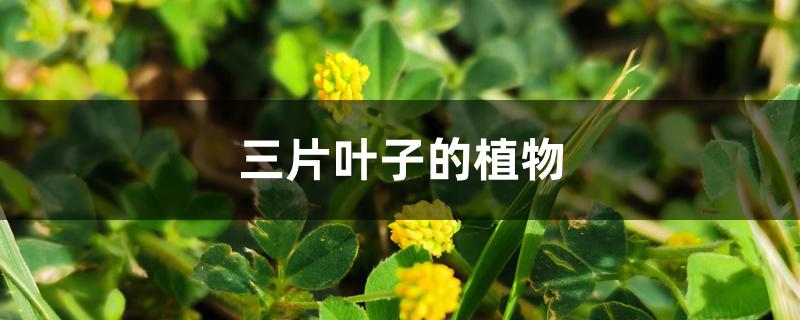 三片叶子的植物