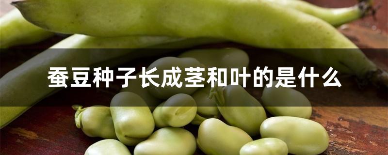 蚕豆种子长成茎和叶的是什么