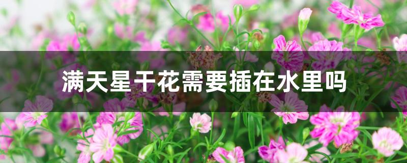满天星干花需要插在水里吗 满天星干花需要插在水里吗