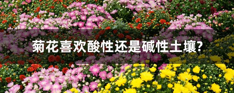 菊花喜欢酸性还是碱性土壤?