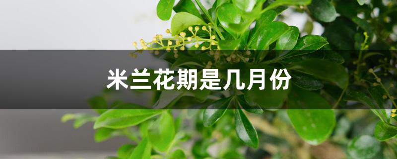 米兰花期是几月份