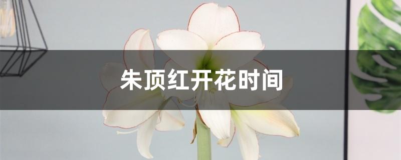 朱顶红开花时间