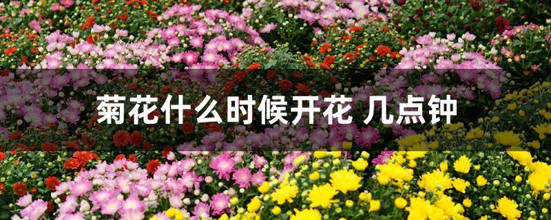 菊花什么时候开花 几点钟