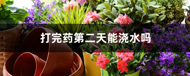 打完药第二天能浇水吗 打完药第二天能浇水吗