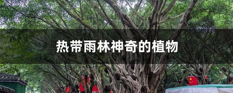热带雨林神奇的植物