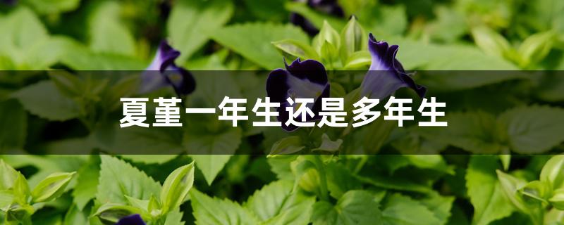 夏堇一年生还是多年生 夏堇一年生还是多年生