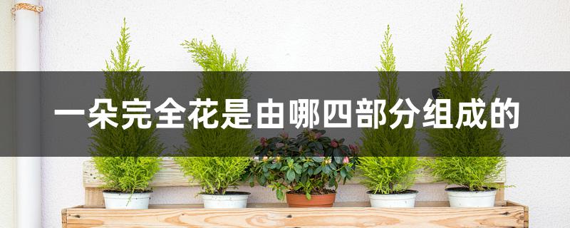 一朵完全花是由哪四部分组成的