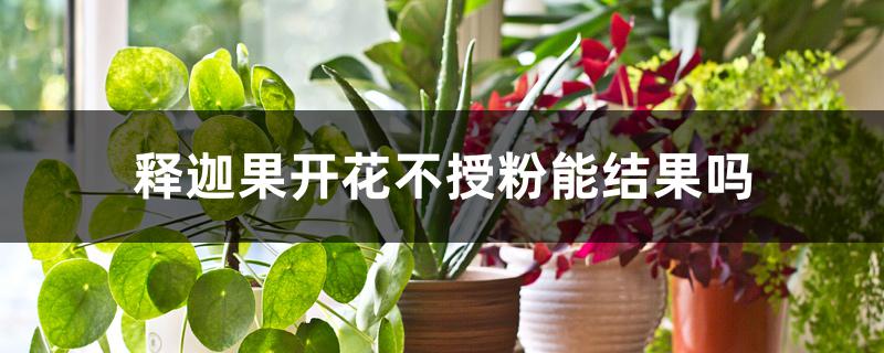 释迦果开花不授粉能结果吗