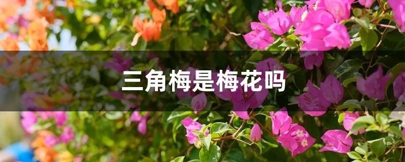 三角梅是梅花吗