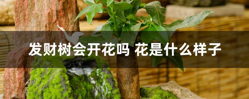 发财树会开花吗 花是什么样子