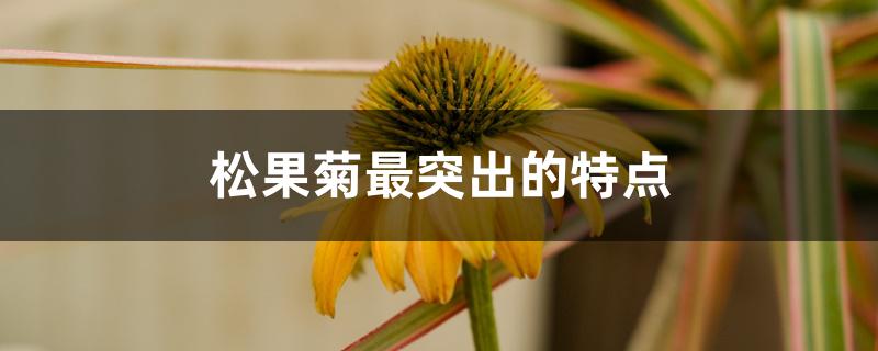 松果菊最突出的特点