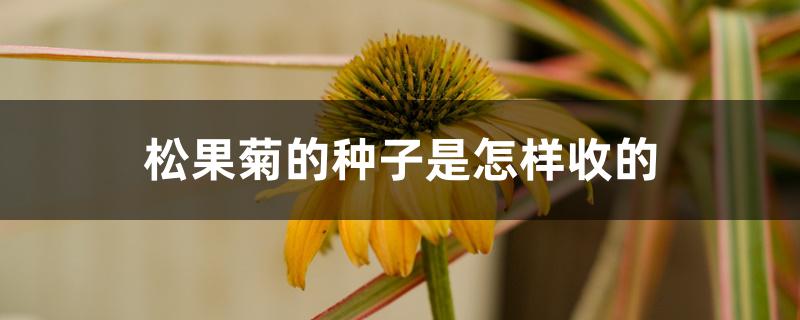 松果菊的种子是怎样收的 松果菊的种子是怎样收的