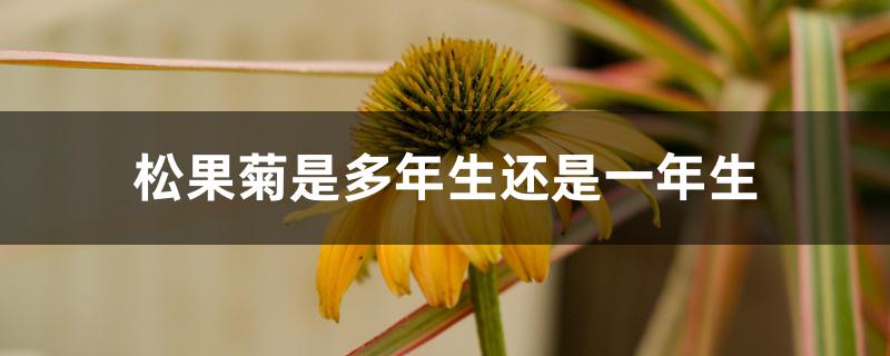 松果菊是多年生还是一年生