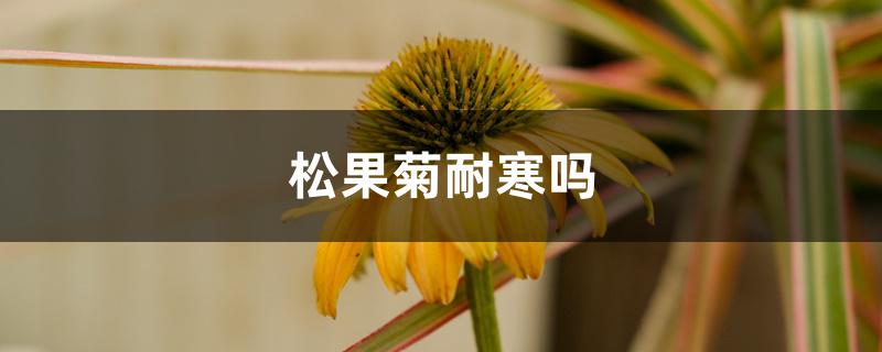 松果菊耐寒吗