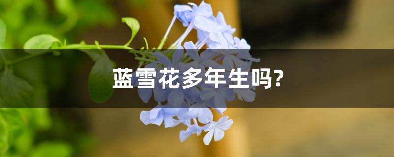 蓝雪花多年生吗?