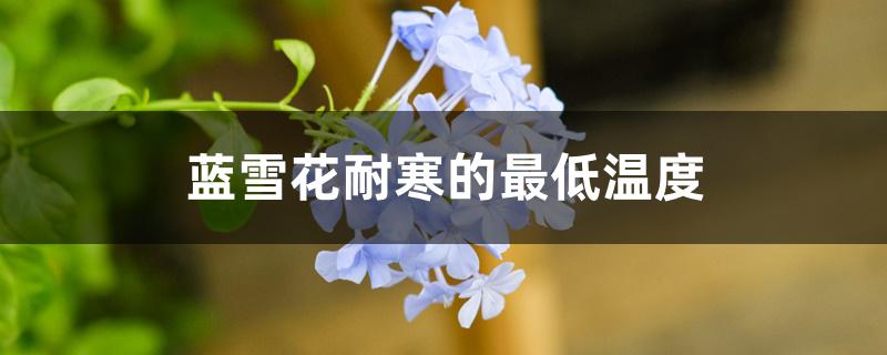 蓝雪花耐寒的最低温度