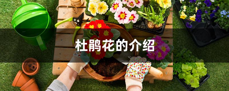 杜鹃花的介绍