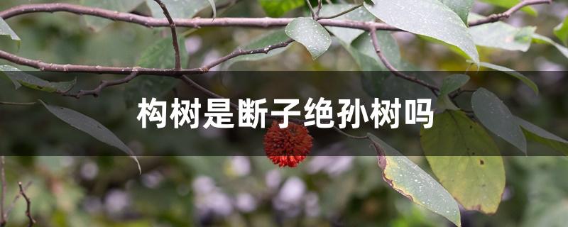 构树是断子绝孙树吗