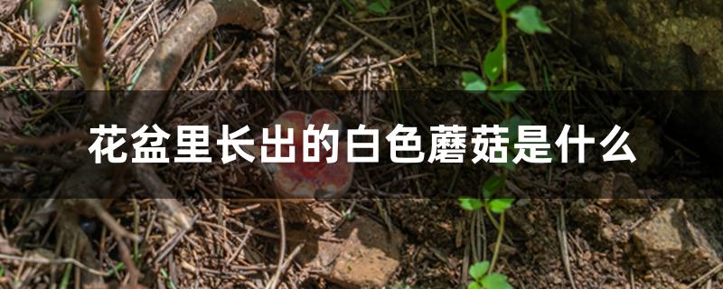 花盆里长出的白色蘑菇是什么