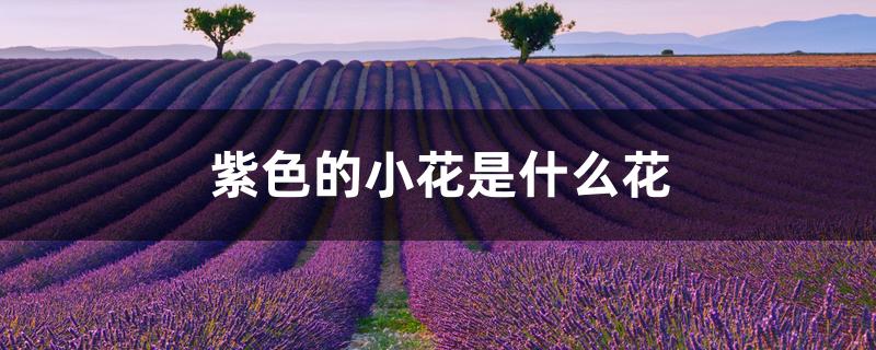 紫色的小花是什么花 紫色的小花是什么花