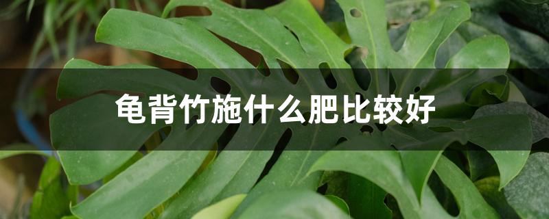 龟背竹施什么肥比较好 龟背竹施什么肥比较好