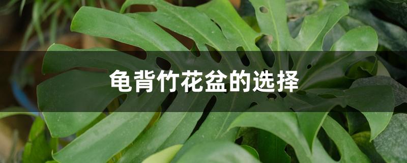 龟背竹花盆的选择