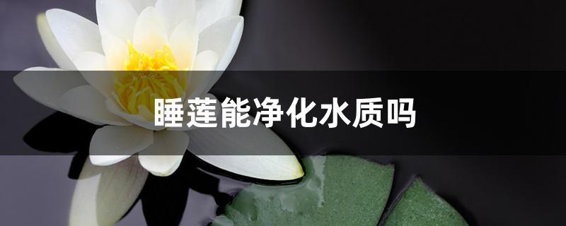 睡莲能净化水质吗