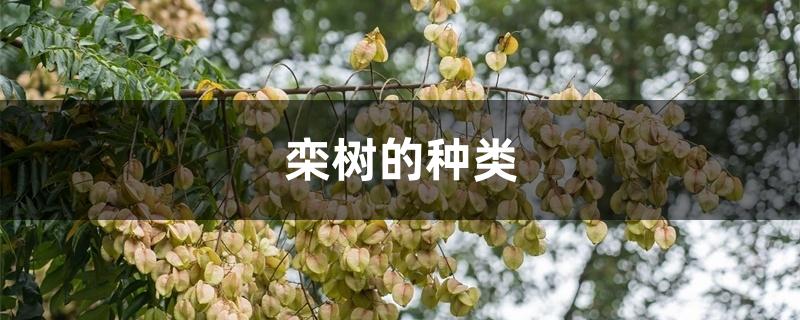 栾树的种类