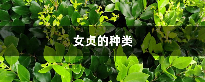 女贞的种类