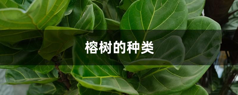 榕树的种类