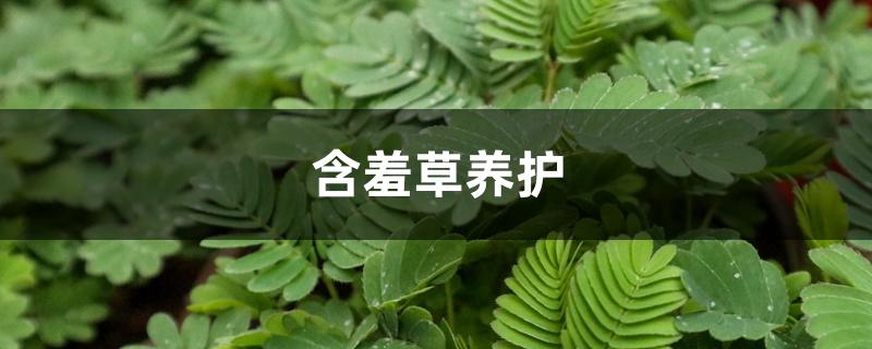 含羞草养护