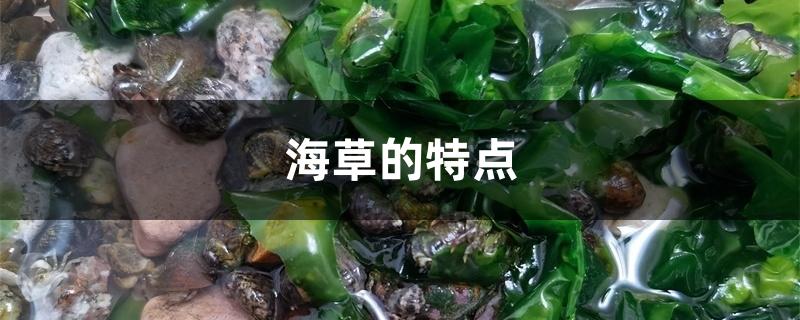 海草的特点