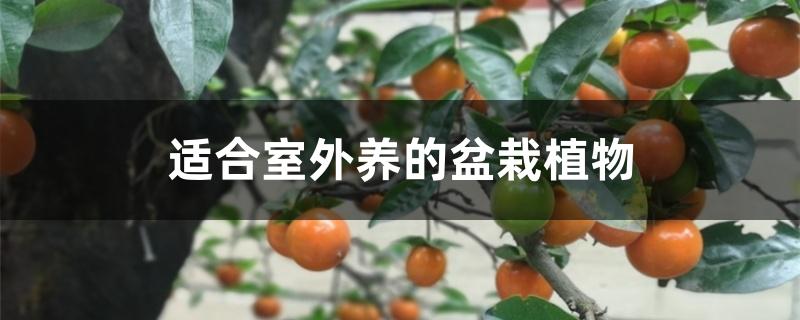 适合室外养的盆栽植物