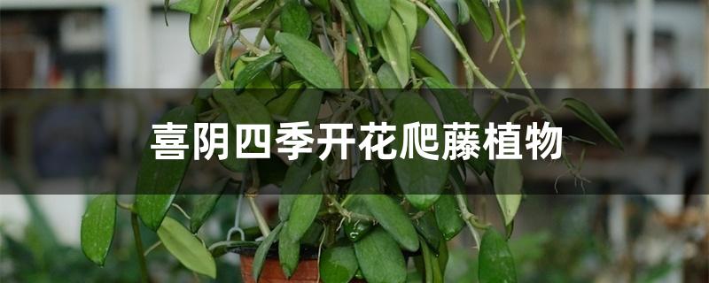 喜阴四季开花爬藤植物