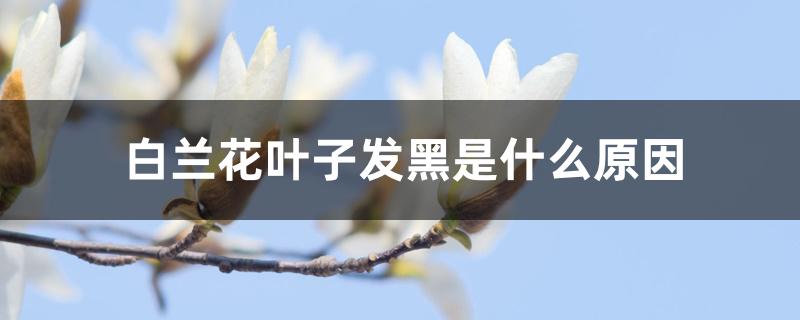 白兰花叶子发黑是什么原因