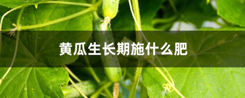黄瓜生长期施什么肥 黄瓜生长期施什么肥