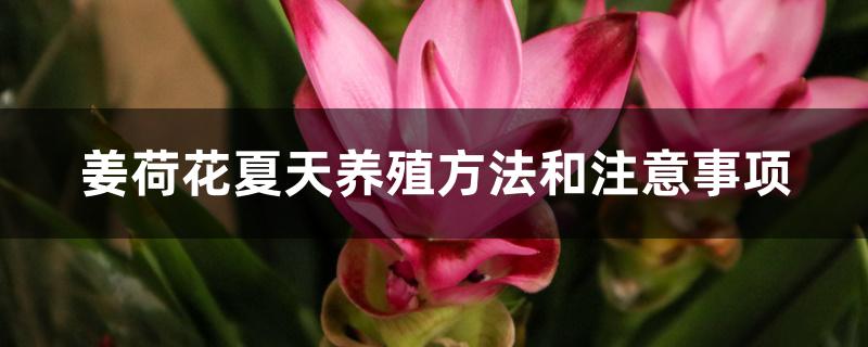 姜荷花夏天养殖方法和注意事项