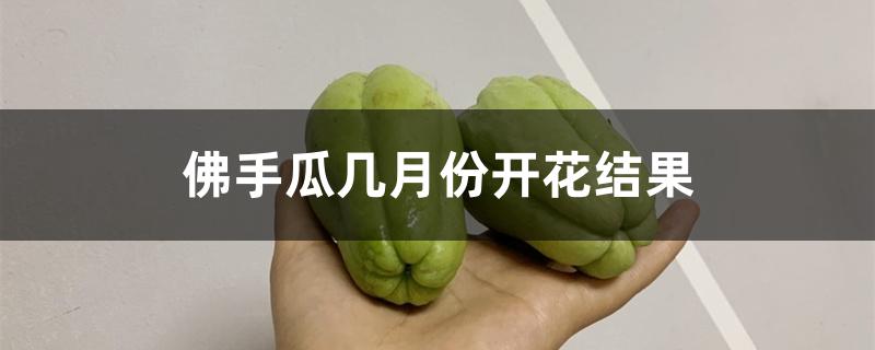 佛手瓜几月份开花结果