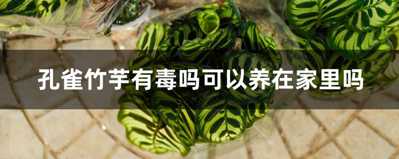 孔雀竹芋有毒吗可以养在家里吗
