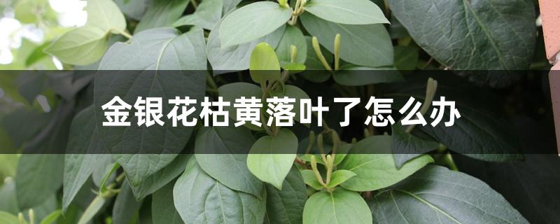 金银花枯黄落叶了怎么办