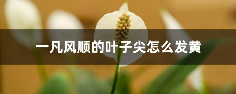 一帆风顺的叶子尖怎么发黄