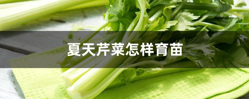 夏天芹菜怎样育苗