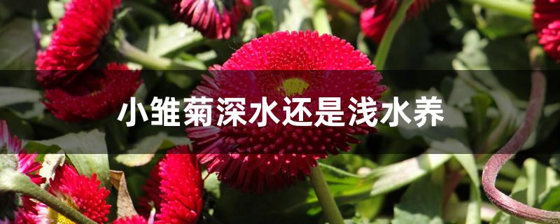 小雏菊深水还是浅水养 小雏菊深水还是浅水养