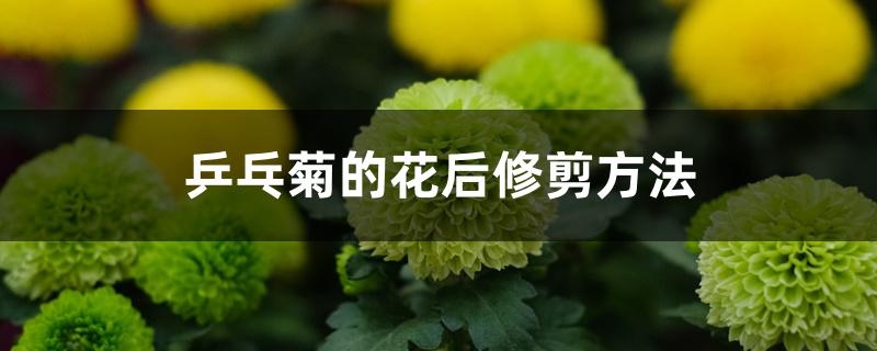 乒乓菊的花后修剪方法