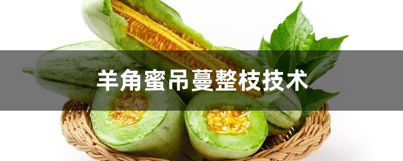 羊角蜜吊蔓整枝技术