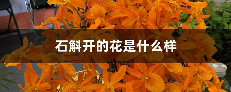 石斛开的花是什么样