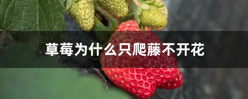 草莓为什么只爬藤不开花