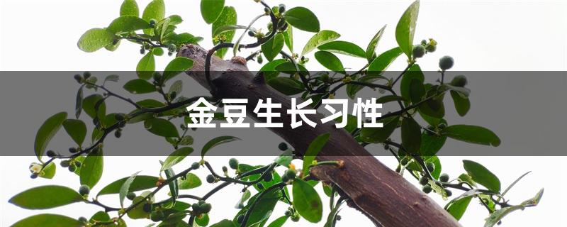 金豆生长习性